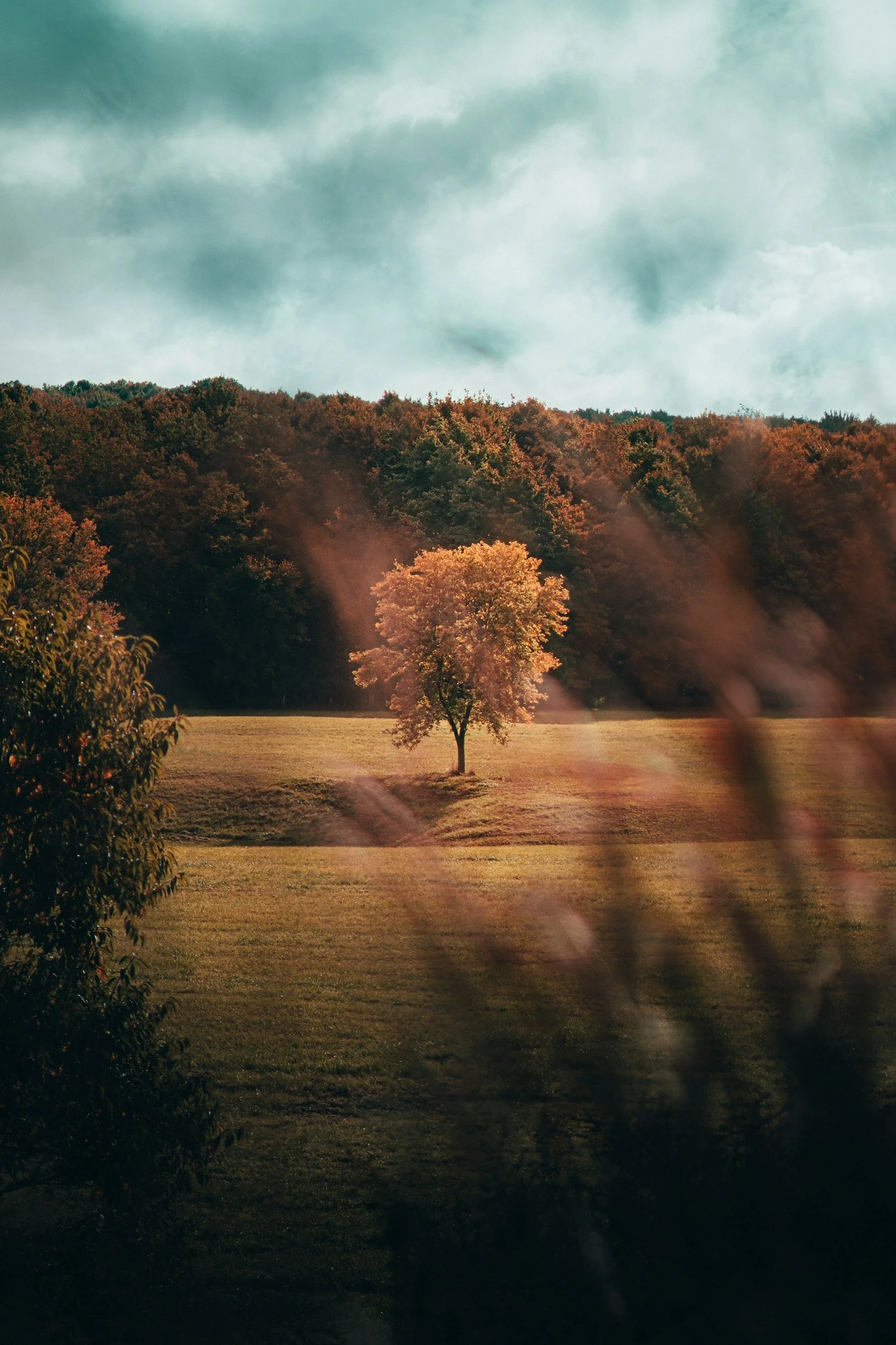 A solitary tree stands in a grassy field with a dense forest in the background, under a cloudy sky.