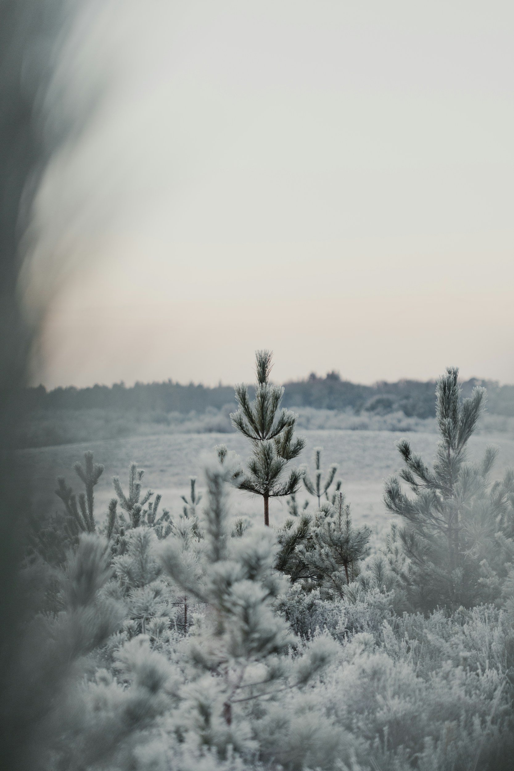 Snow-covered pine trees in a winter landscape with a distant horizon and soft muted sky.