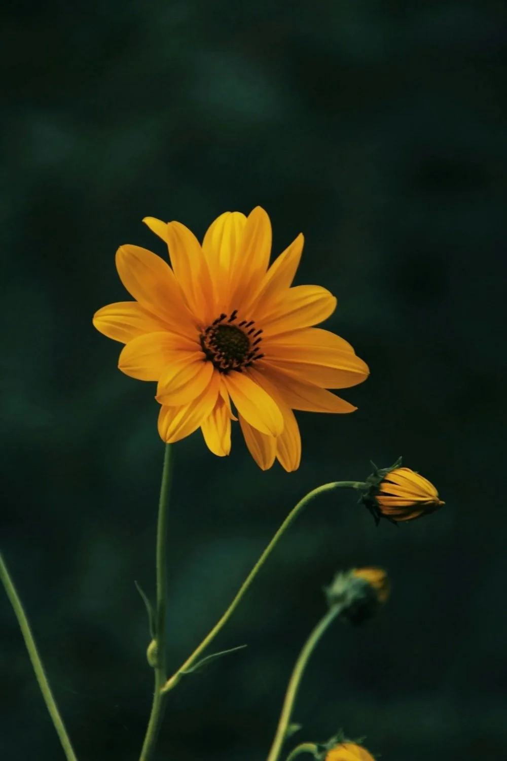A yellow flower with a dark center, along with three smaller unopened buds, on green stems against a dark blurred background.