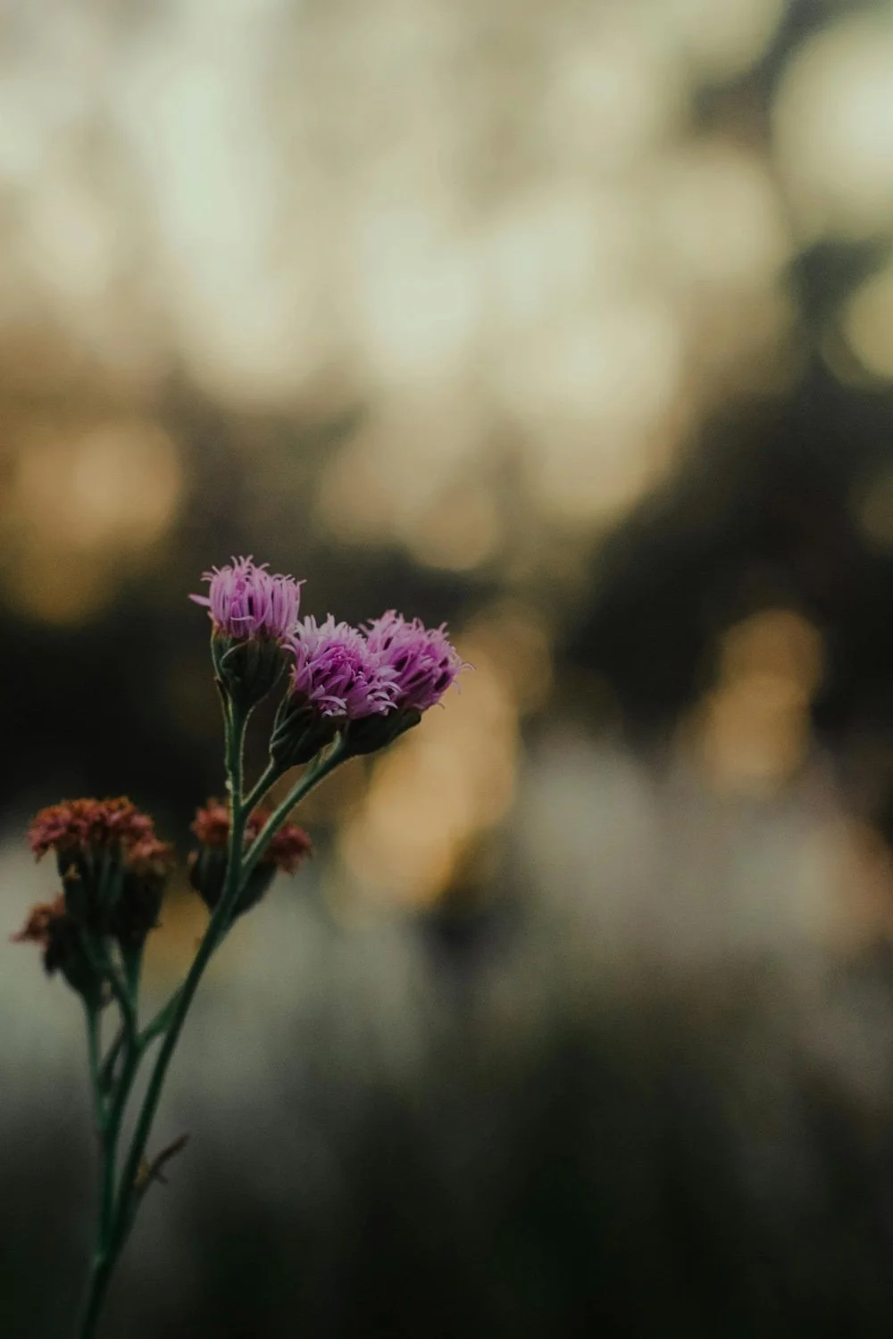 Close-up of pink flowers with blurred background and bokeh light effects.