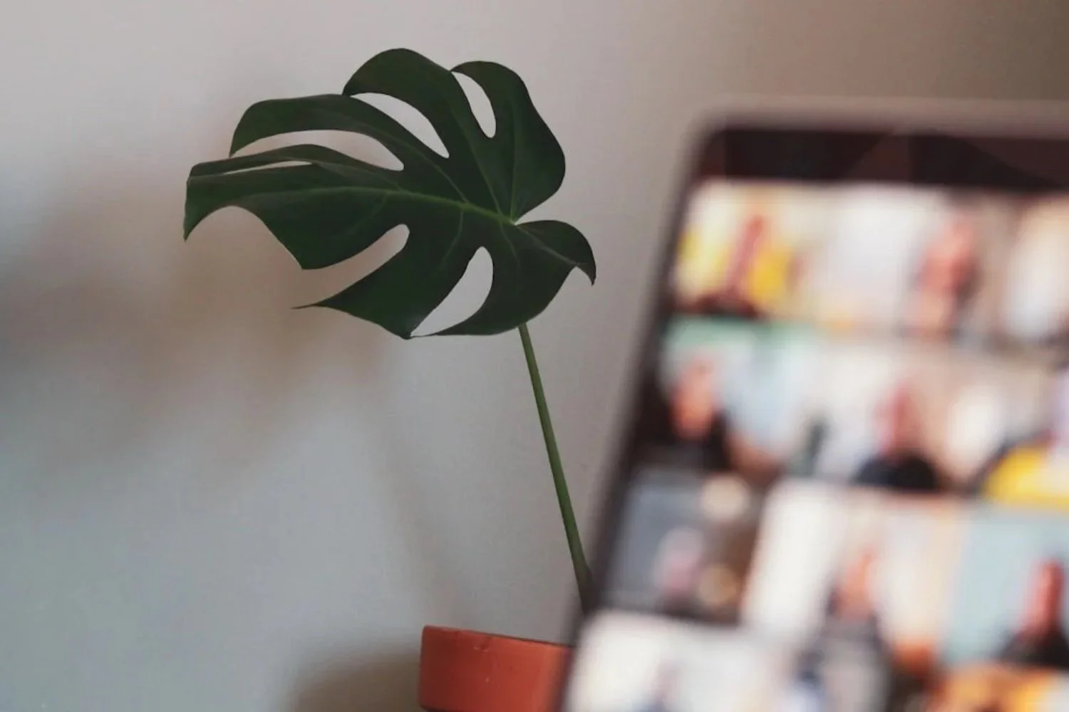 A Monstera plant in a small orange pot, with a blurred smartphone in the foreground showing a collage or gallery of photos.