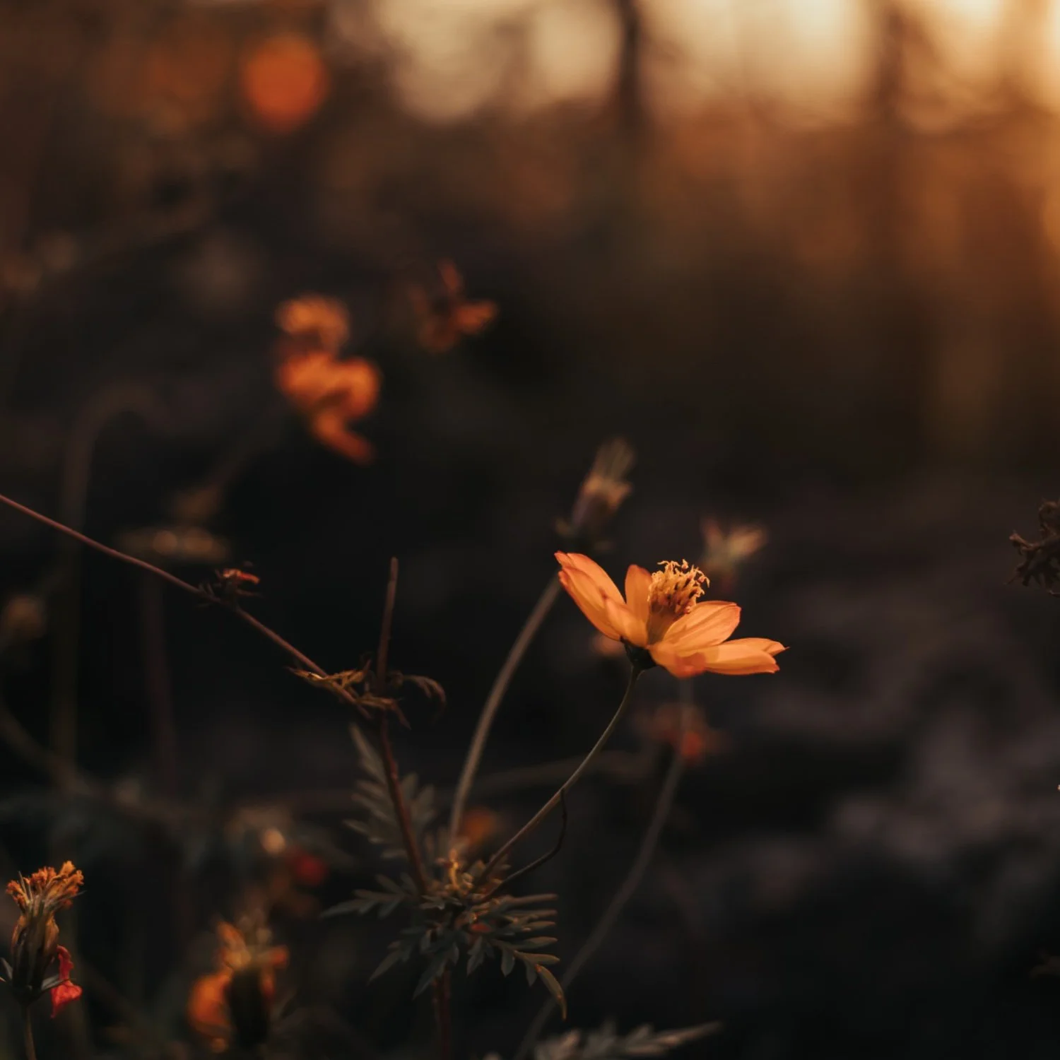 Close-up of a single orange flower with delicate petals, illuminated by warm, golden sunset light, against a dark, blurred background.