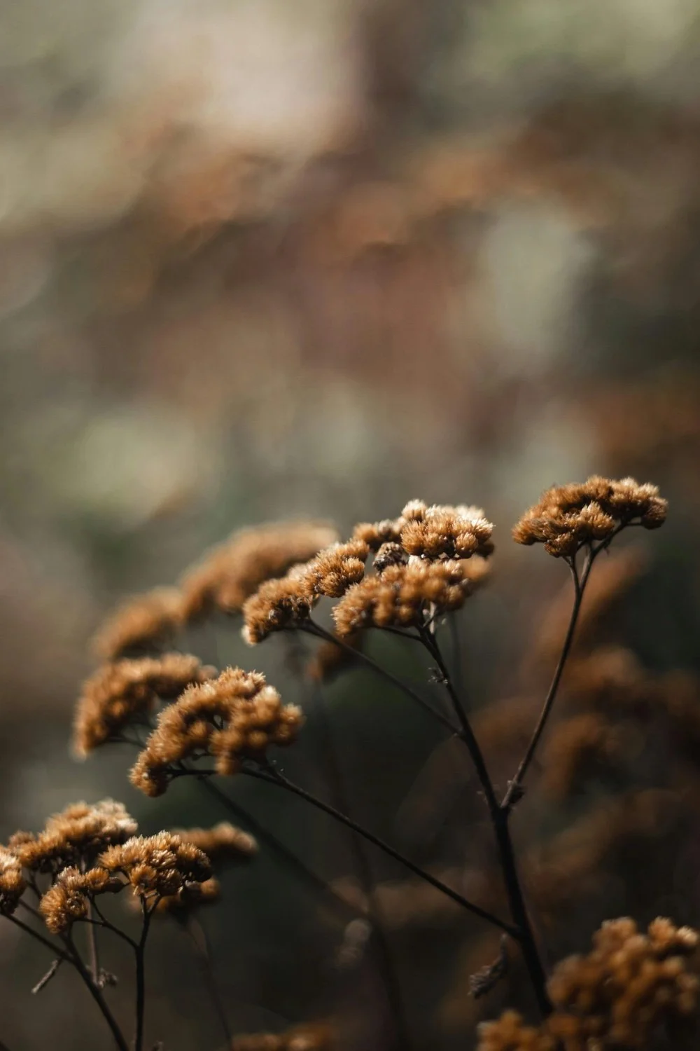 Close-up of dried brown flowers on thin black stems, with blurred background.