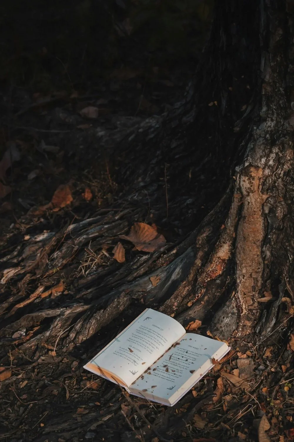 An open book lying on the ground at the base of a tree, surrounded by fallen leaves and small twigs in a dark outdoor setting.