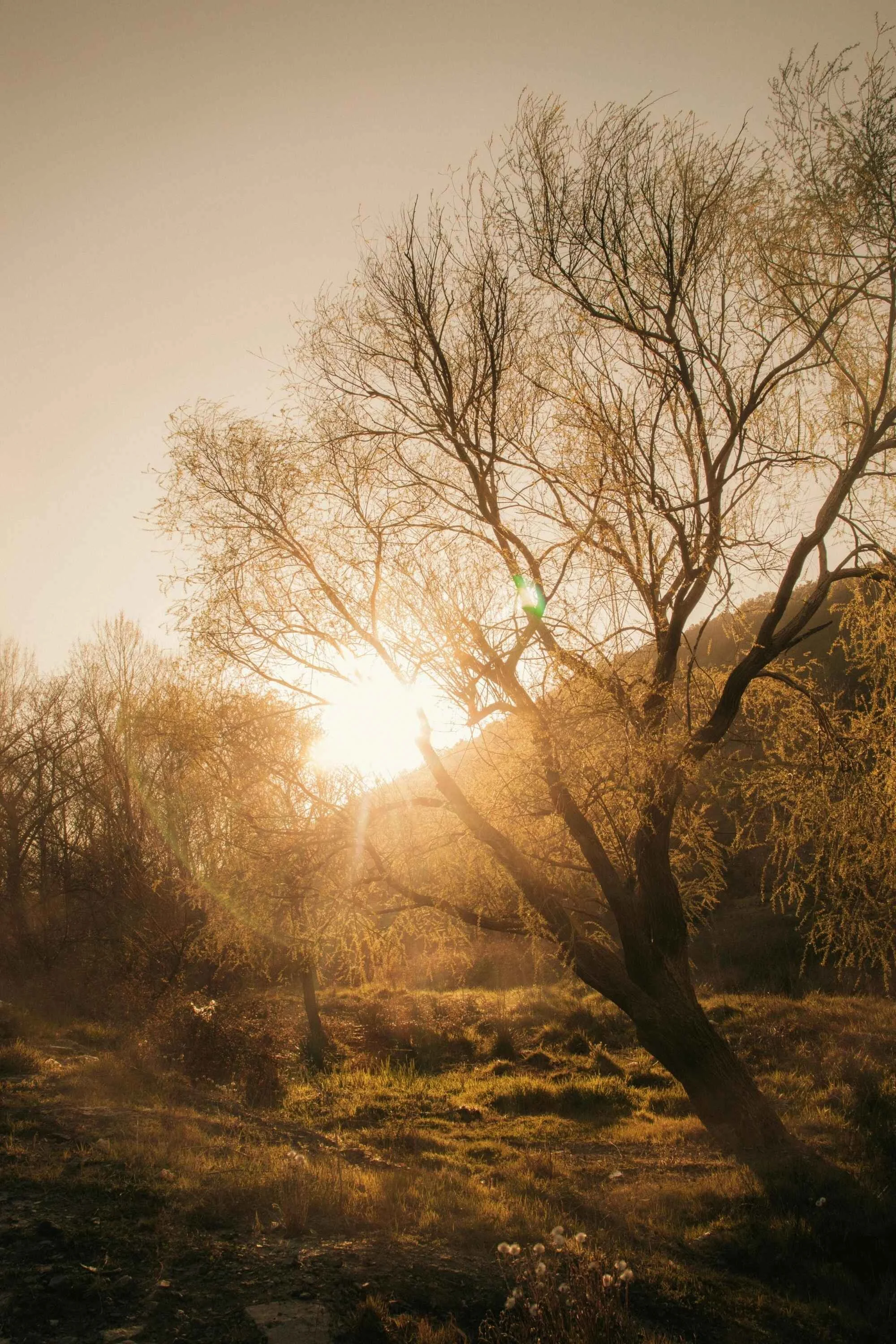 A leafless tree on a hillside during sunset with sunlight shining through the branches.