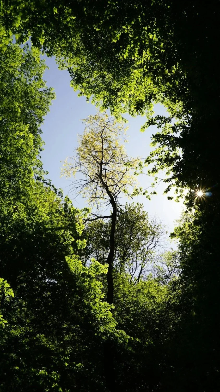 View of the sky through a dense canopy of green trees, with sunlight peeking through the foliage.