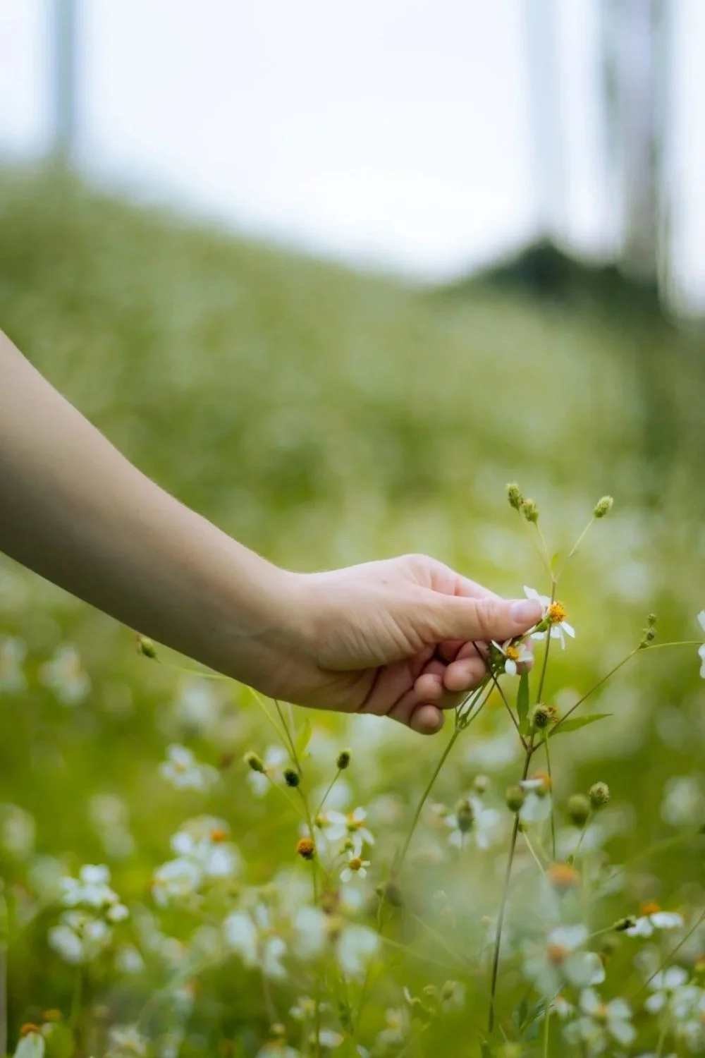 A hand picking small white and yellow flowers in a green field.