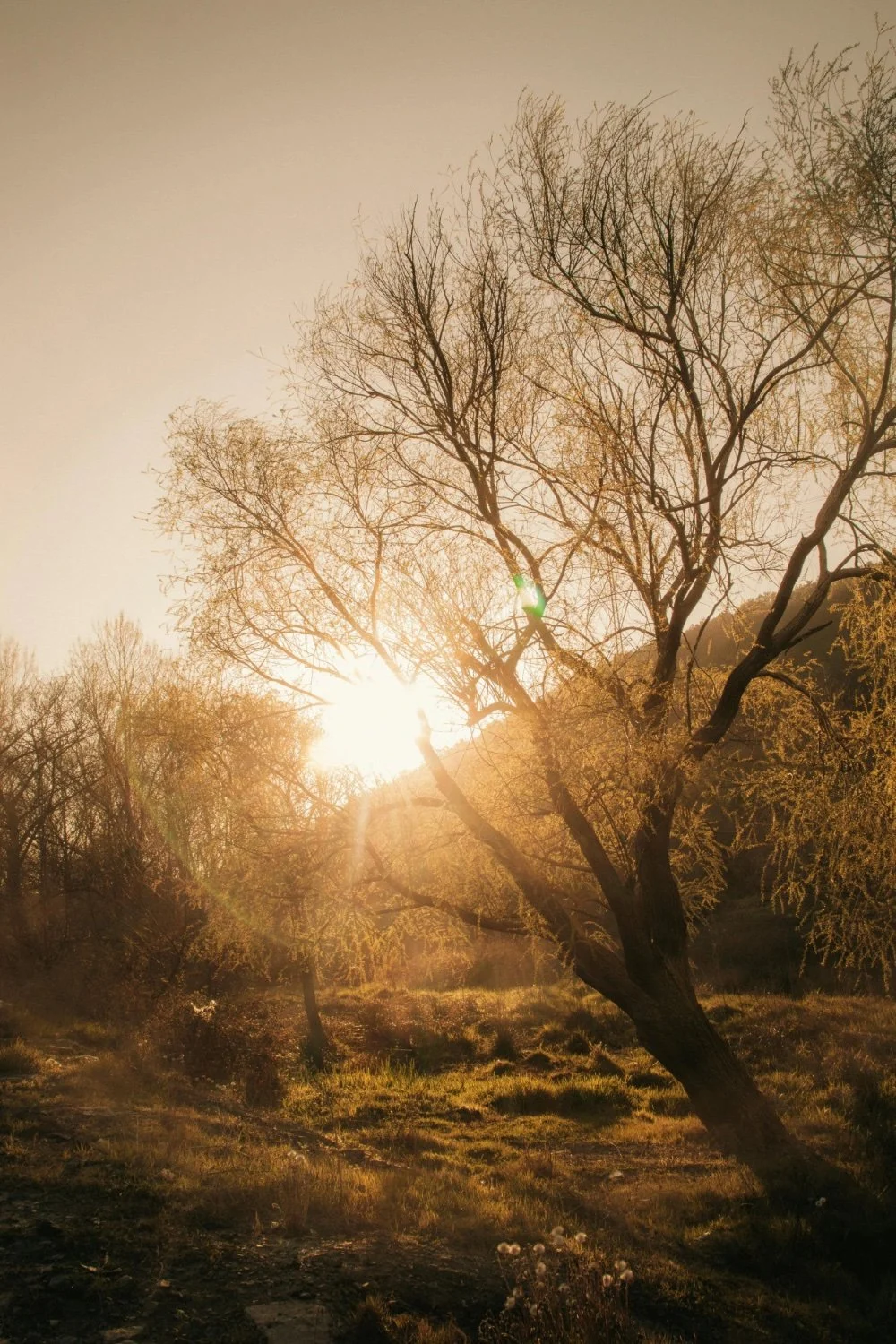 Sunset behind leafless trees in a grassy field