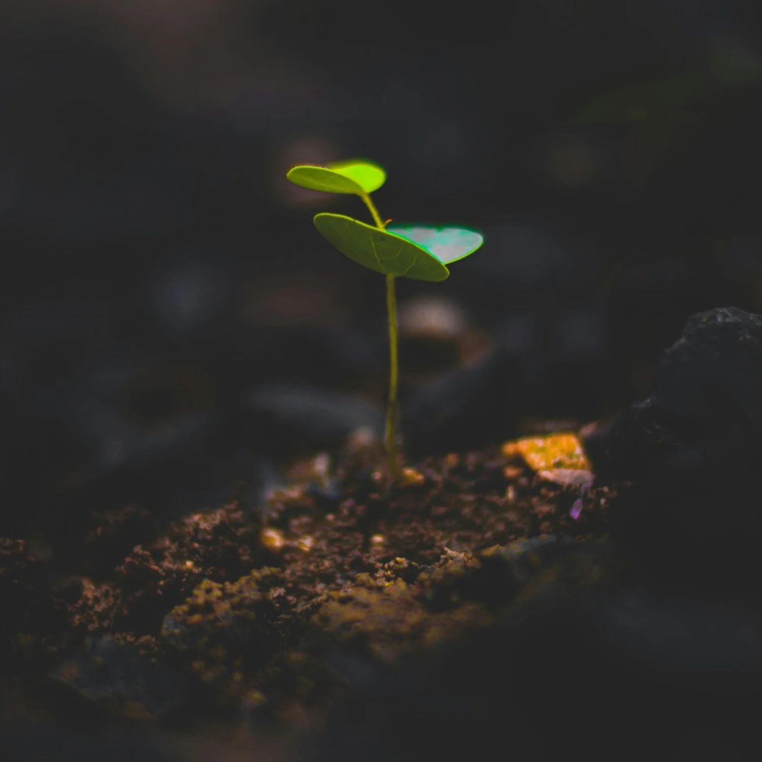 Close-up of a small seedling with two tiny green leaves growing from dark soil.