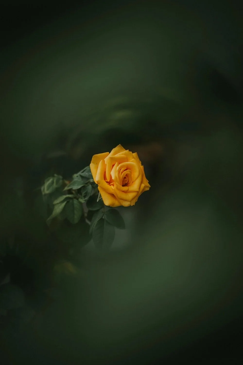 A single yellow rose flower in full bloom against a blurred dark green background.