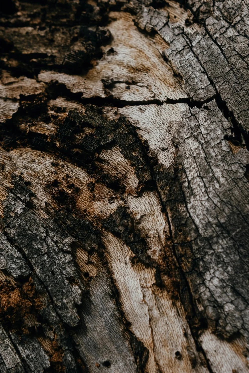 Close-up of weathered, cracked tree bark with darkened areas and rough texture.