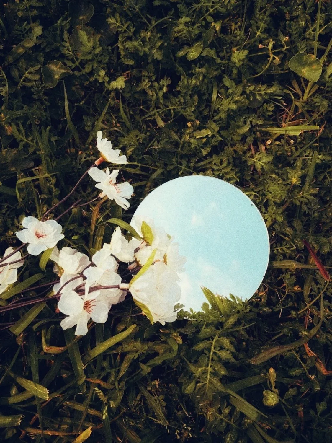 A mirror on the grass surrounded by white flowers.