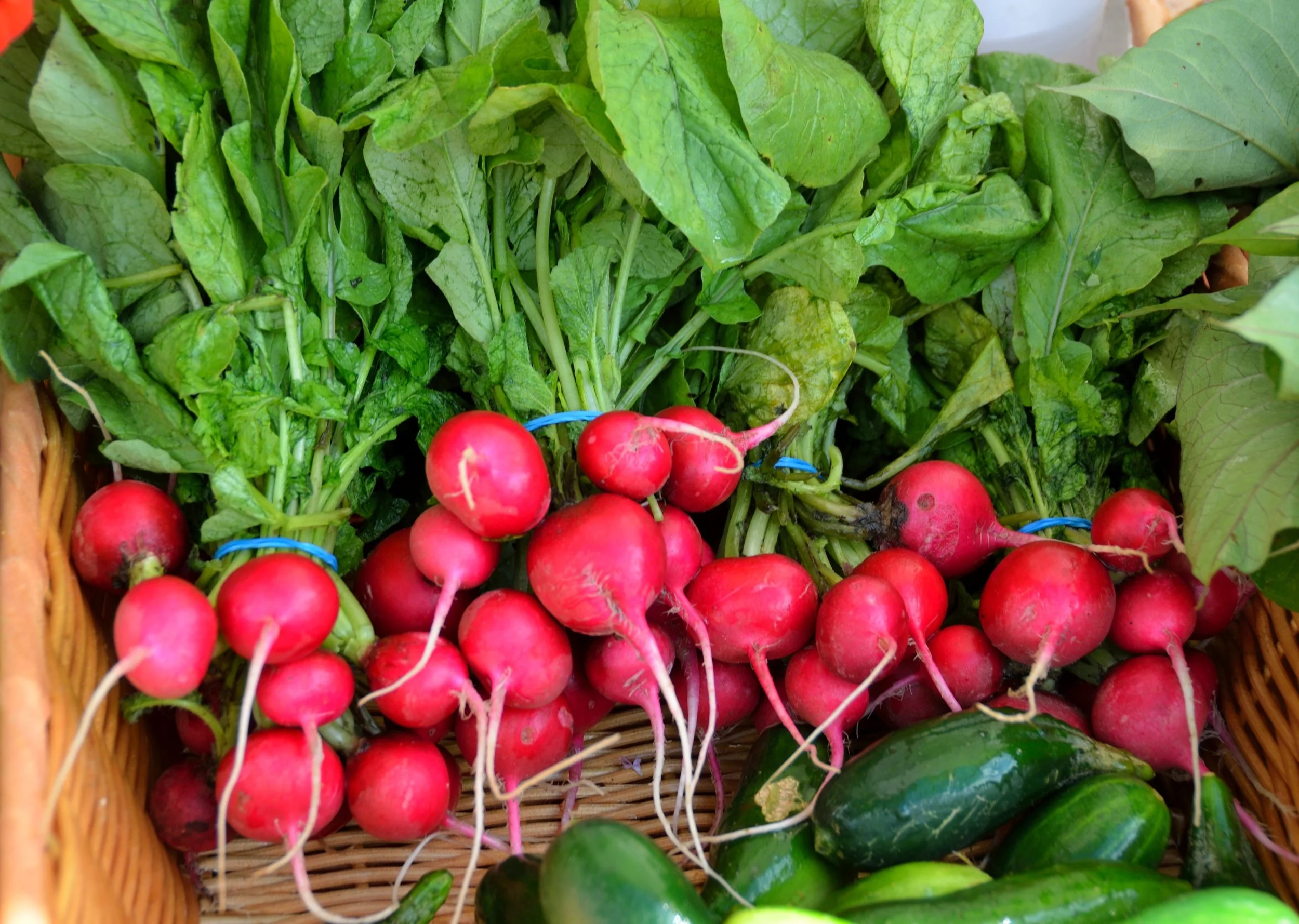Basket filled with fresh radishes and leafy greens, including cucumbers.