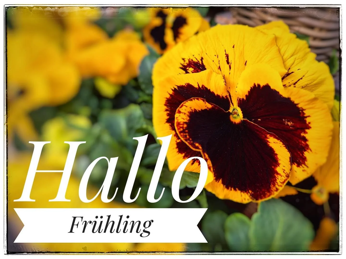 #fr&uuml;hlingsanfang #fr&uuml;hlingsgef&uuml;hle🌷 #fr&uuml;hlingsgefl&uuml;ster #tulpenliebe #ranunkelbl&uuml;te #fr&uuml;hlingdudarfstkommen #undauchbleiben