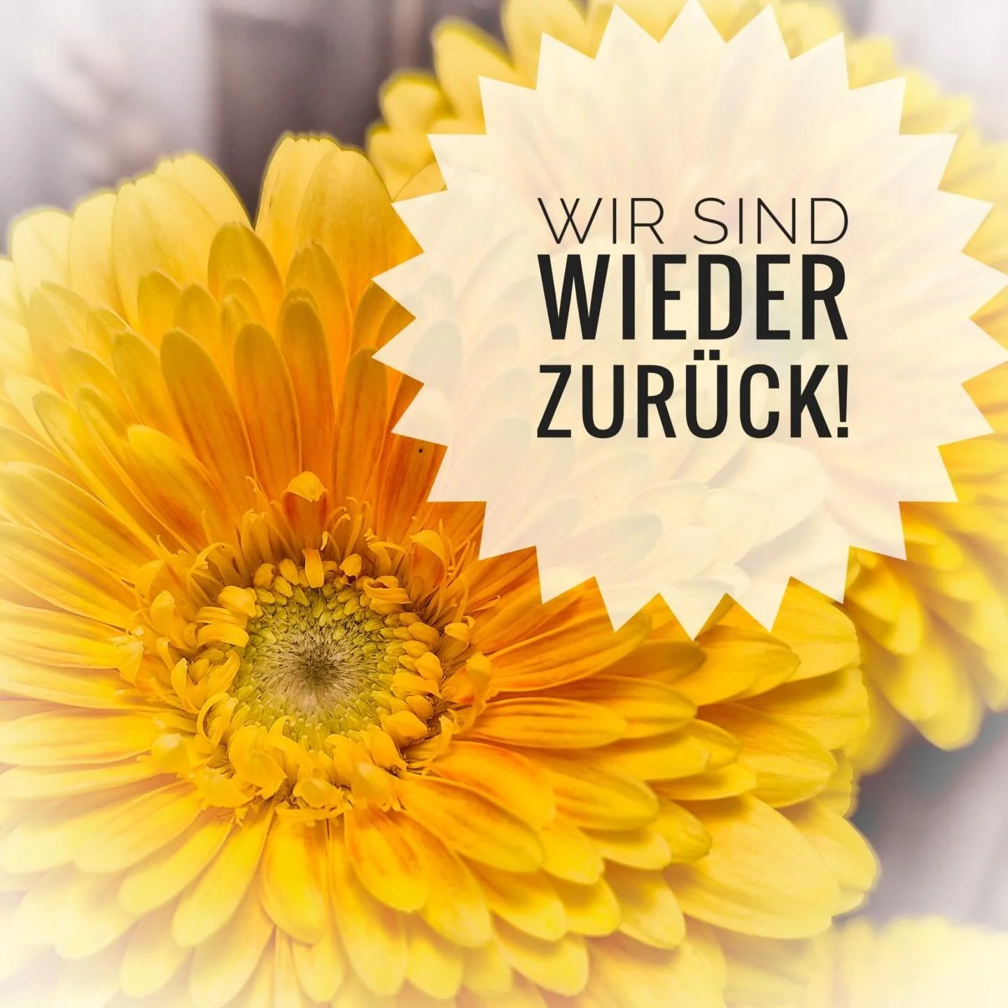 Wir sind wieder zur&uuml;ck und voller Bl&uuml;tenfreude 🌸🌷🌺
Mit frischer Energie, neuen Ideen und viel Blumenliebe freuen wir uns, mit Euch ins neue Jahr zu starten.