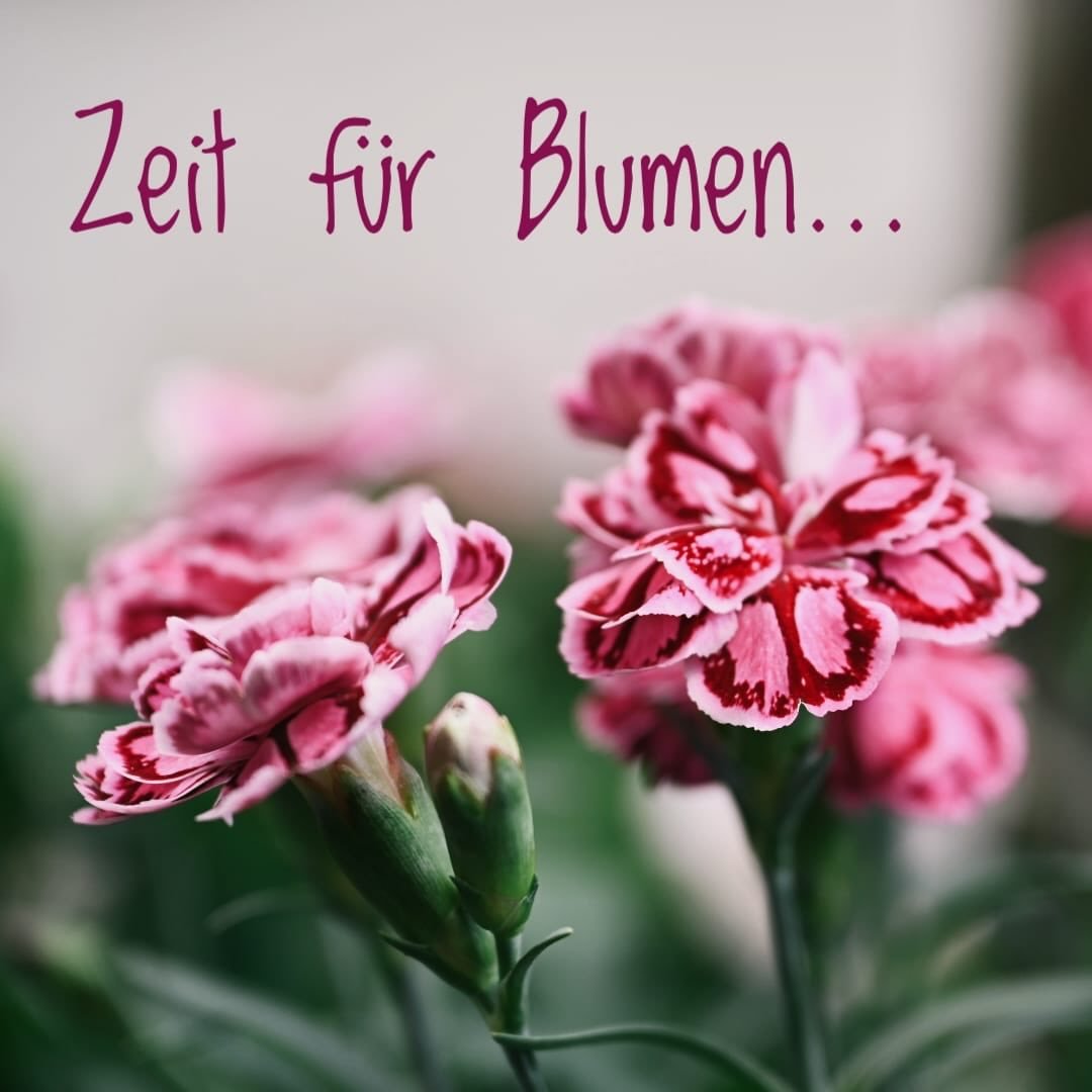 #blumenmachengl&uuml;cklich #blumenf&uuml;rdieseele #blumenliebe #bl&uuml;ten #eifachnumesch&ouml;n