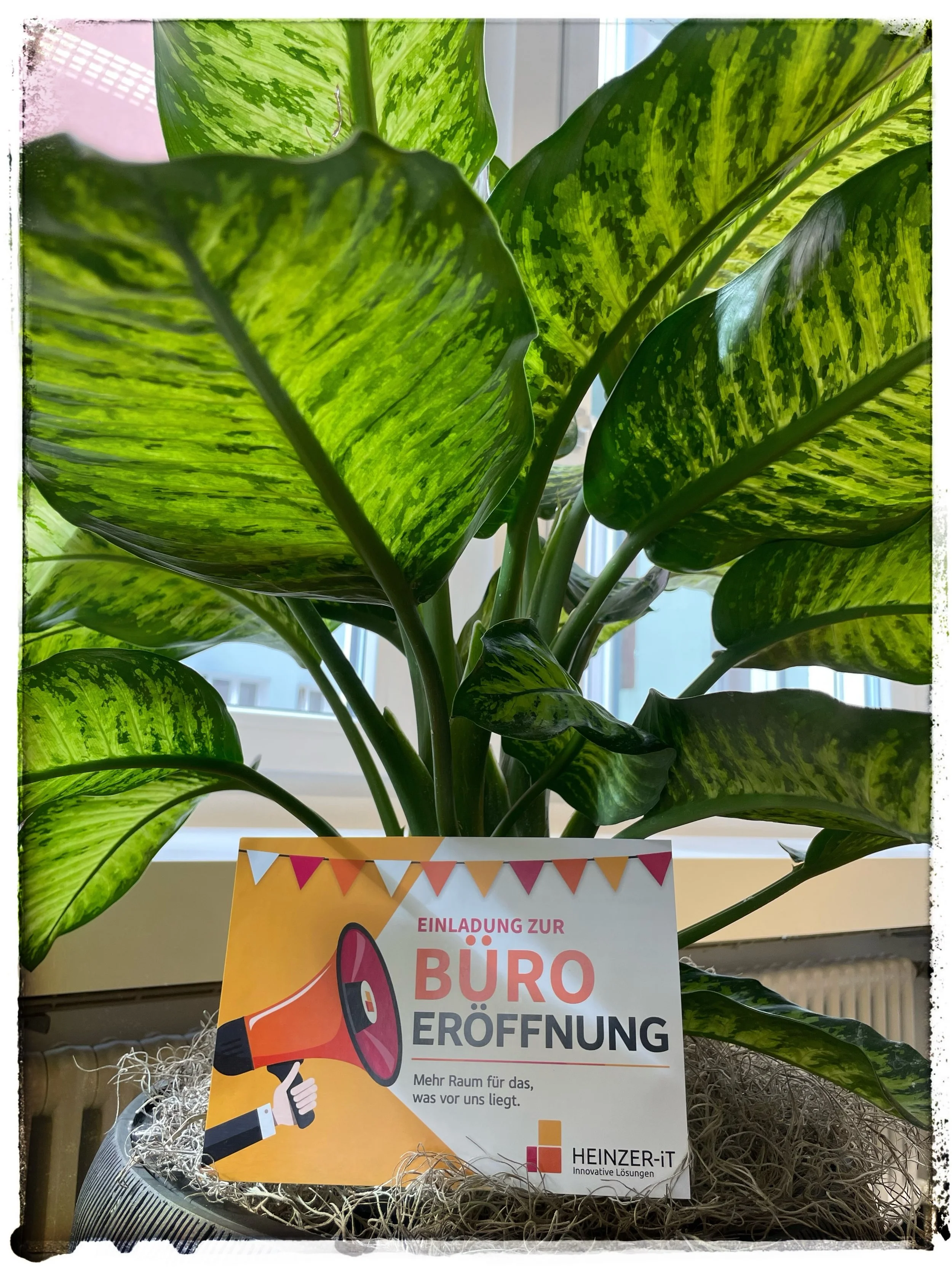 Mir s&auml;ged Heinzer IT Dank&auml; f&uuml;r de sch&ouml;ni Uftrag und w&uuml;nsched ihn&auml; wiiterhin viel Erfolg🌸🌺

#b&uuml;robepflanzung #gr&uuml;npflanzenliebe #blument&ouml;pfe #b&uuml;rogestaltung #mirs&auml;geddank&auml;💕