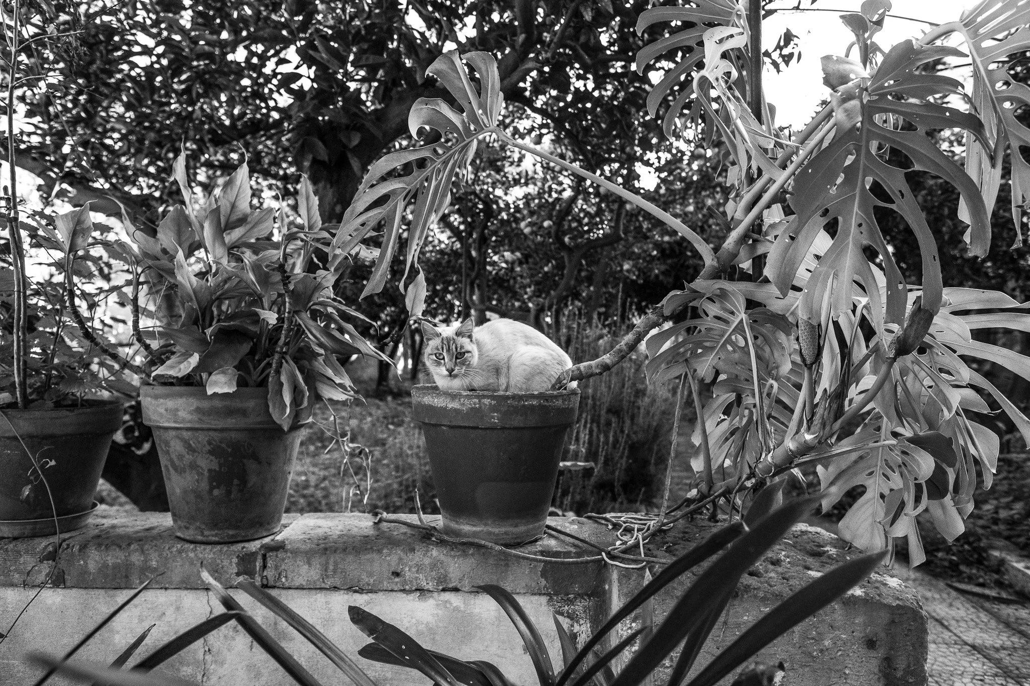 DSCF0169.jpg