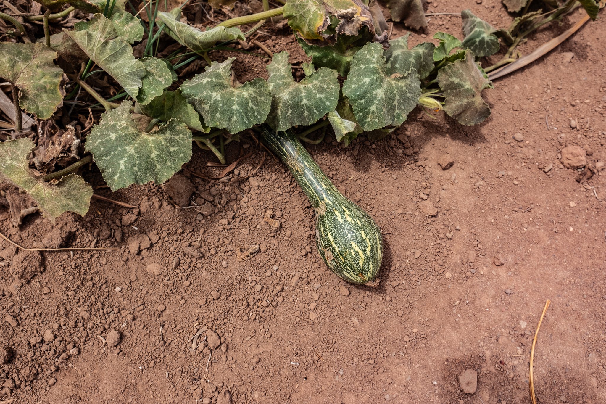 DSCF9592.jpg