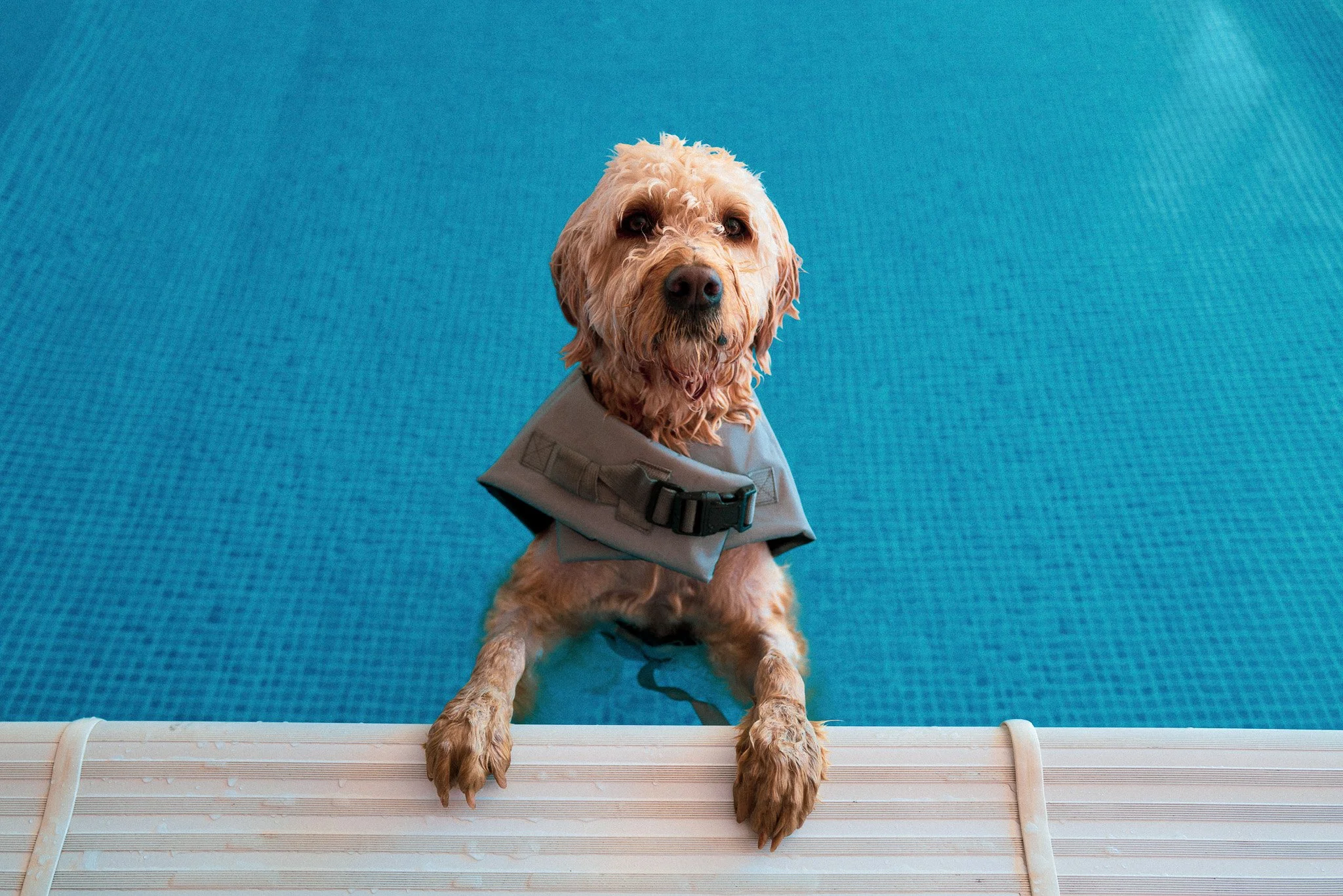 A dog wearing a life jacket sitting by the side of a swimming pool, looking at the camera.