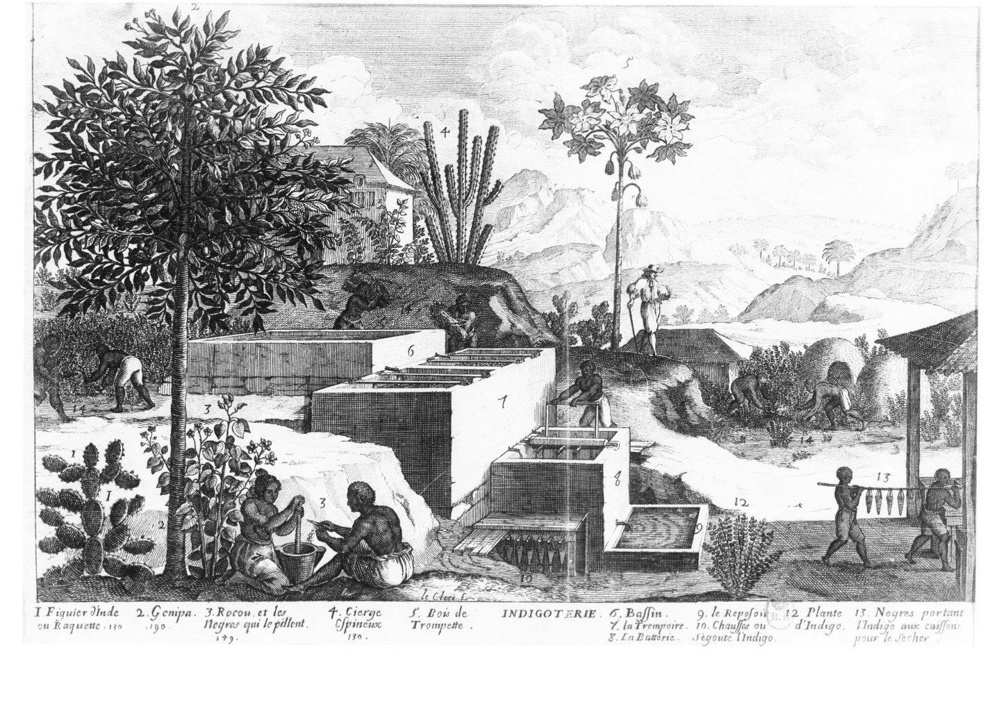 The Indigo Plant Farm by Jean-Baptiste du Tertre drawing in black and white