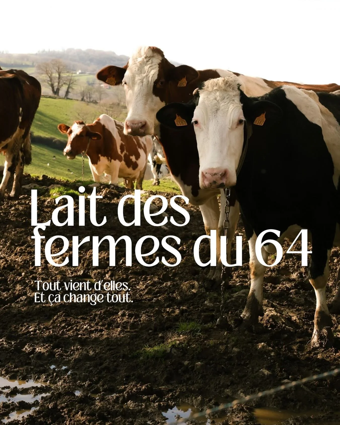 Pour notre gamme vache, tout vient d&rsquo;elles. Et &ccedil;a change tout.