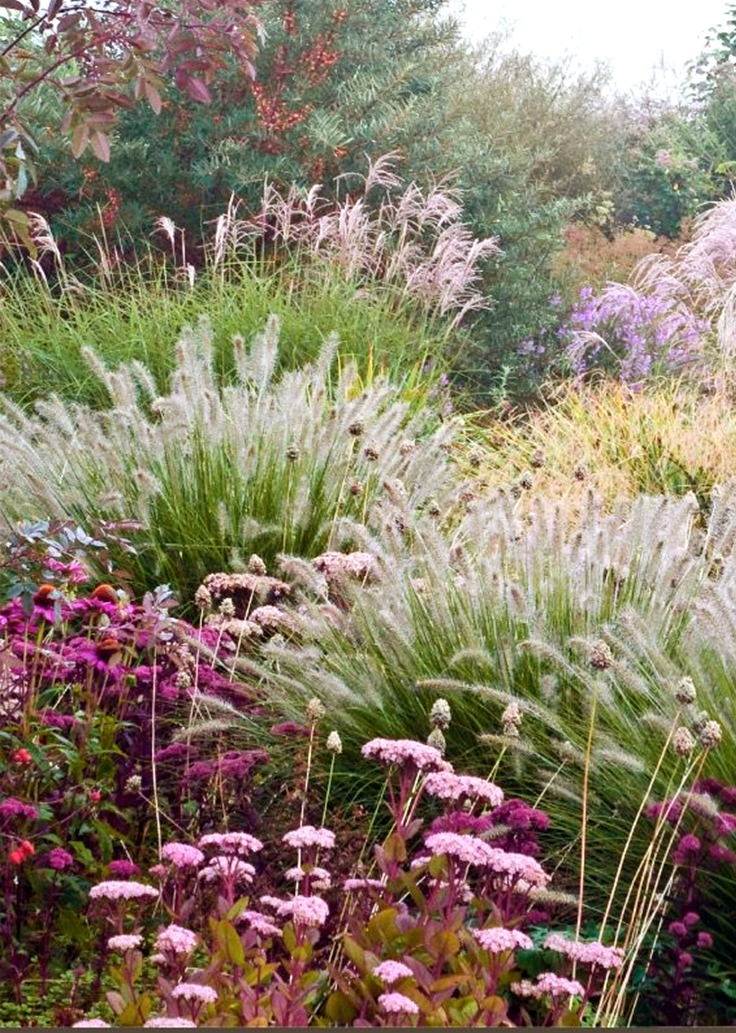 Lush garden with ornamental grasses and colorful flowers