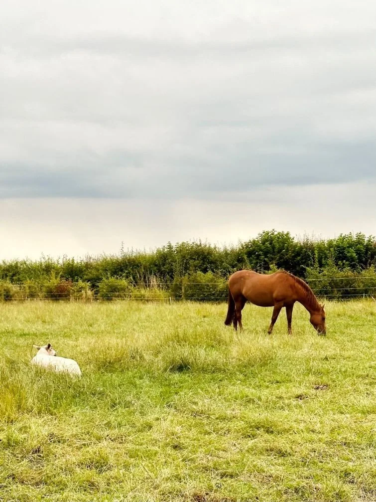 A brown horse and a sheep grazing in a grassy field at Seven Spires Walcott under an overcast sky.