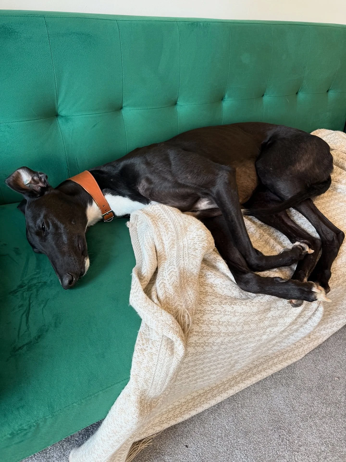 We brought home our beautiful ex-racer Snoopy (formerly Eddie) from @kent_greyhound_rescue last week and he&rsquo;s already settling in beautifully to a comfy retirement as a sofa kangaroo 🏠 🐕 

#AdoptDontShop #RescueGreyhound #dogsofinstagram #gre