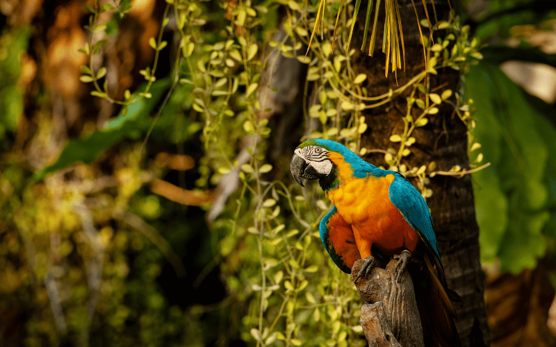 Aula #61: Fauna e flora brasileira — A beleza do nosso país
