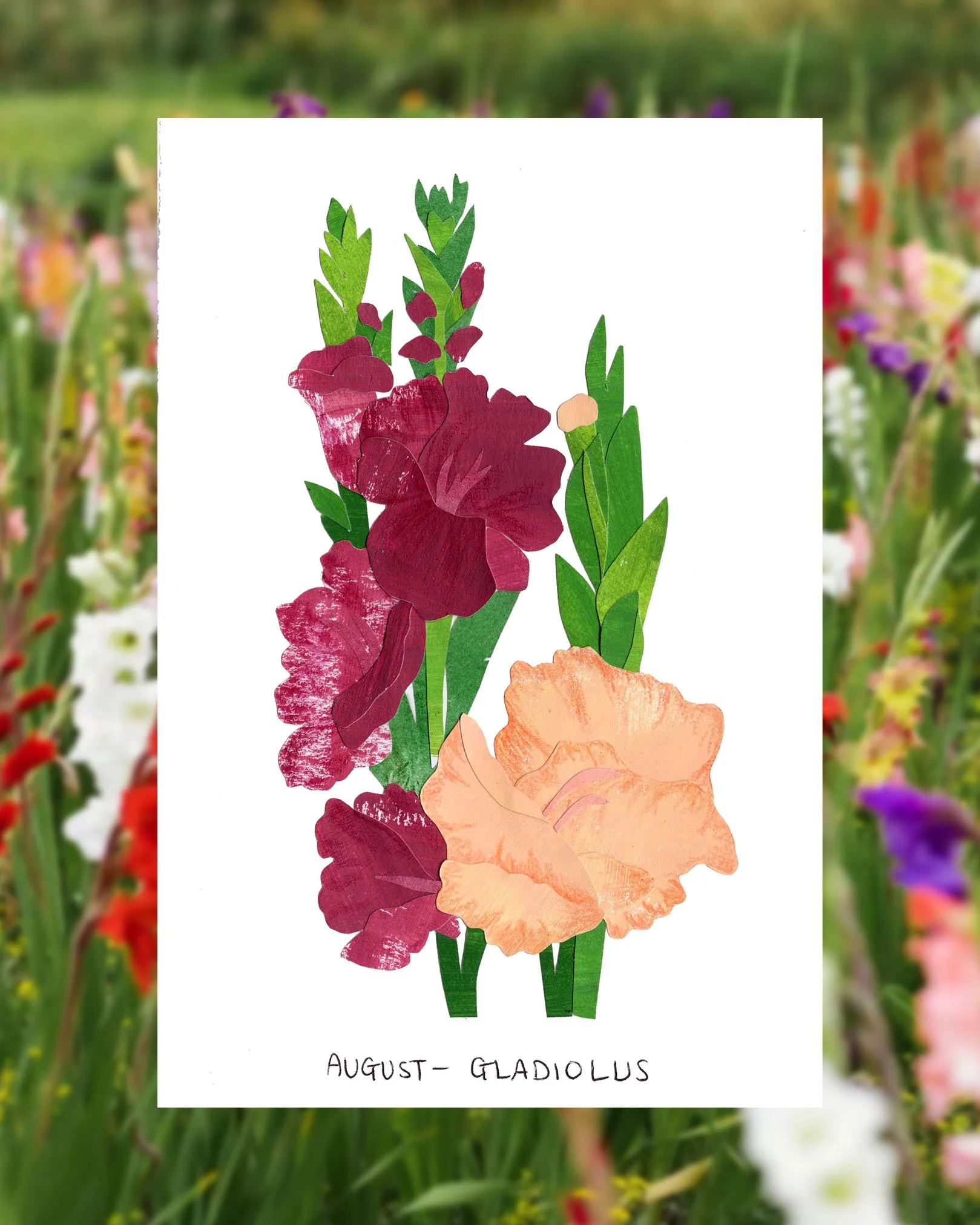 august gladiolus post.jpg