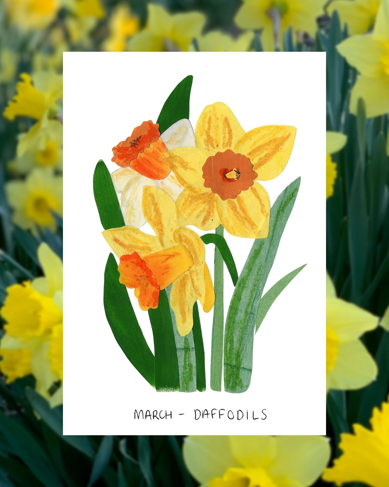 march daffodils.jpg