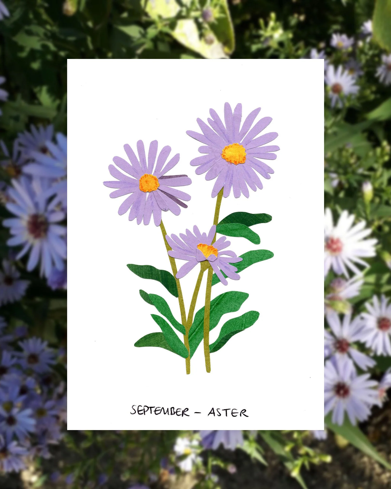 september aster post.jpg