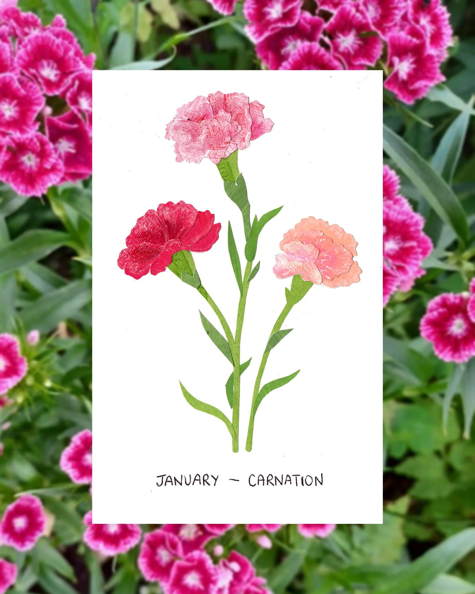 january carnation post.jpg