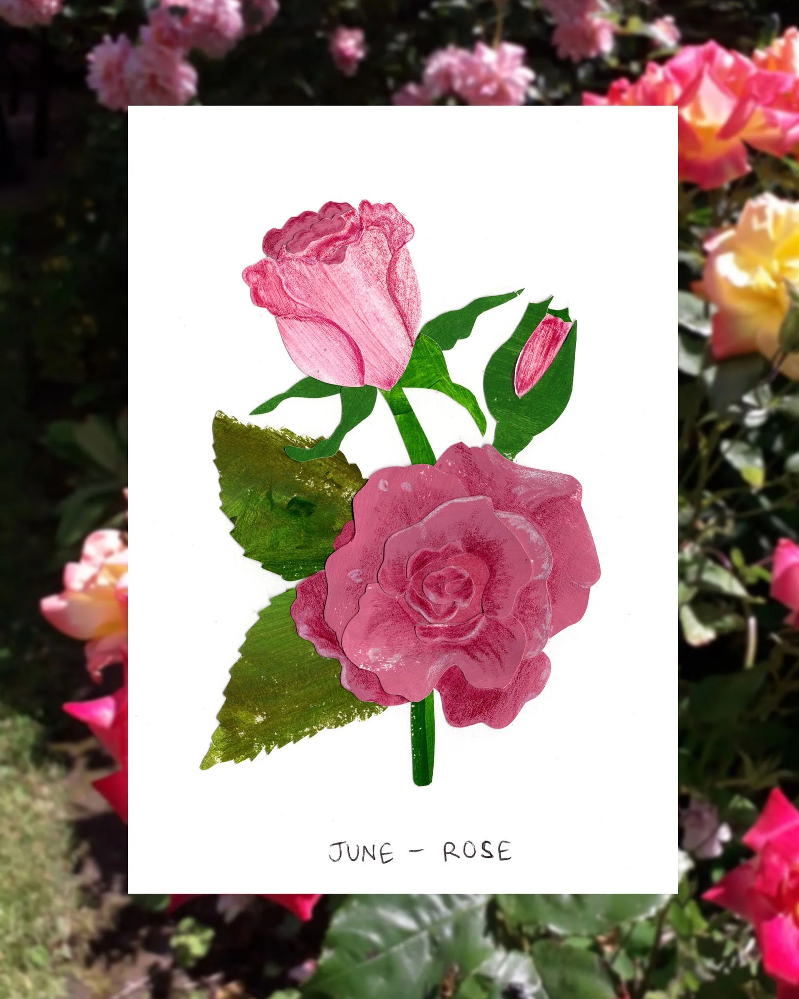 june rose post.jpg