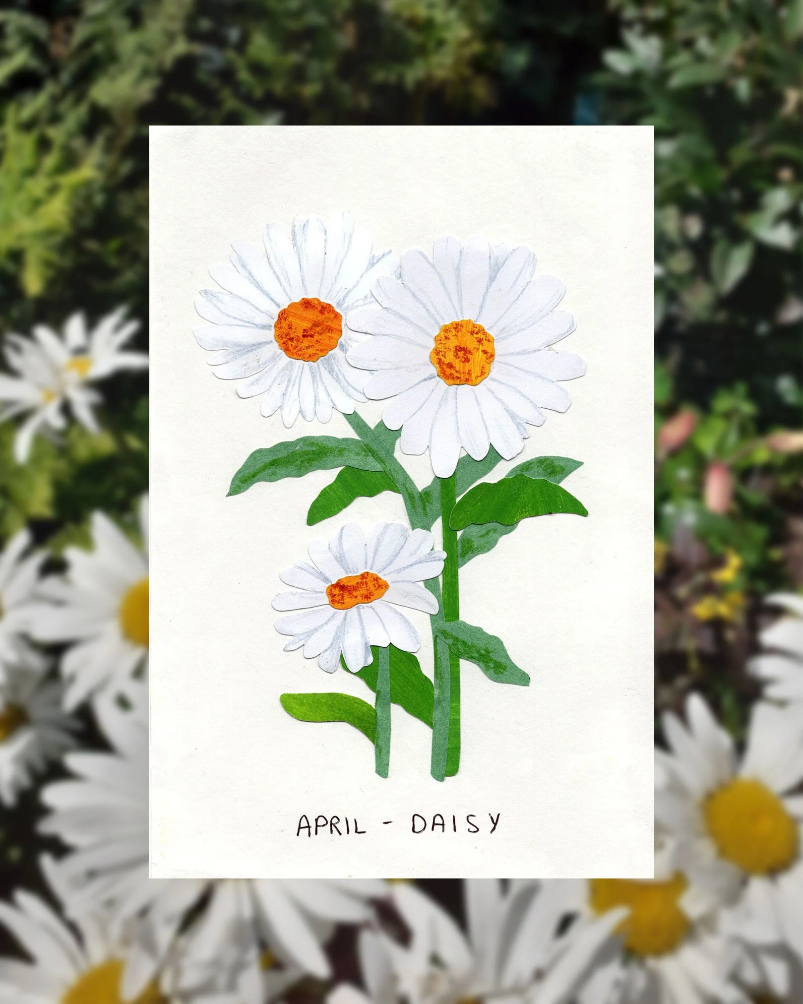 daisy post.jpg