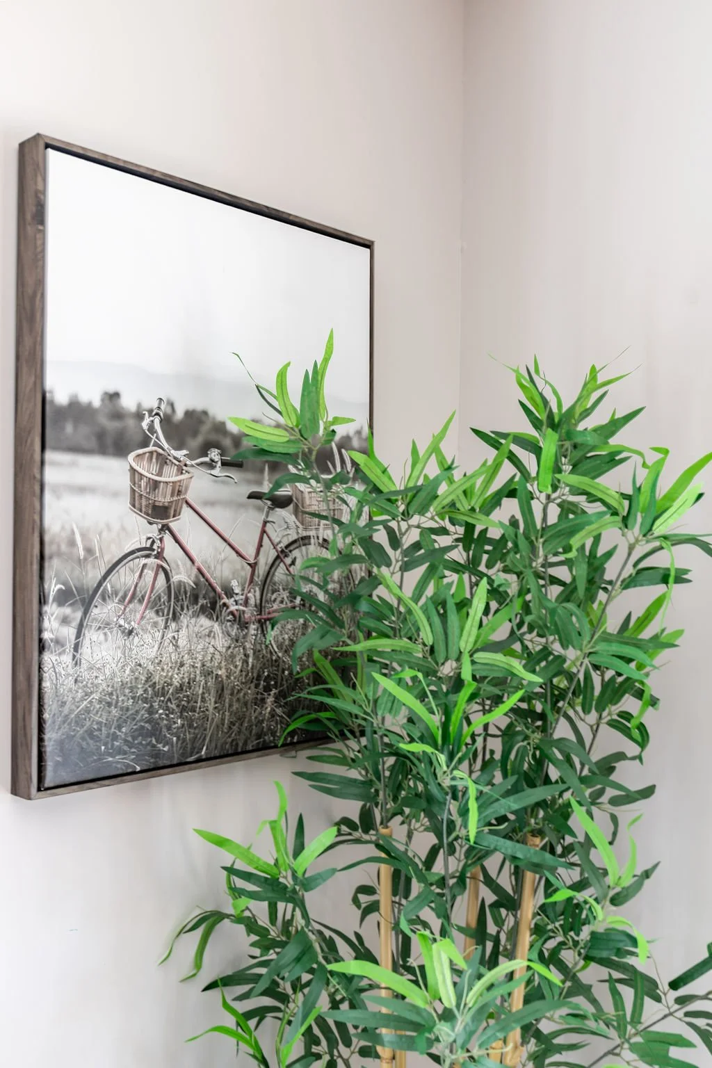 A framed black-and-white photograph of an old bicycle with a basket, set outdoors in a grassy field, is mounted on a white wall. A tall green leafy plant is positioned in front of the photograph.