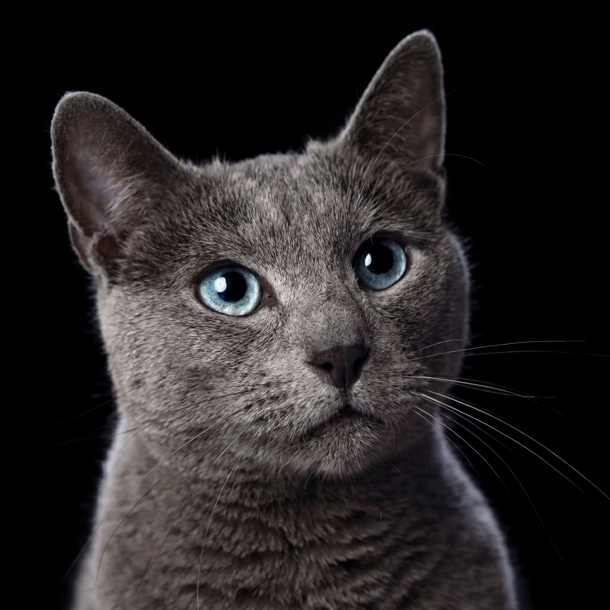 Sheba (Social-first Campaign)