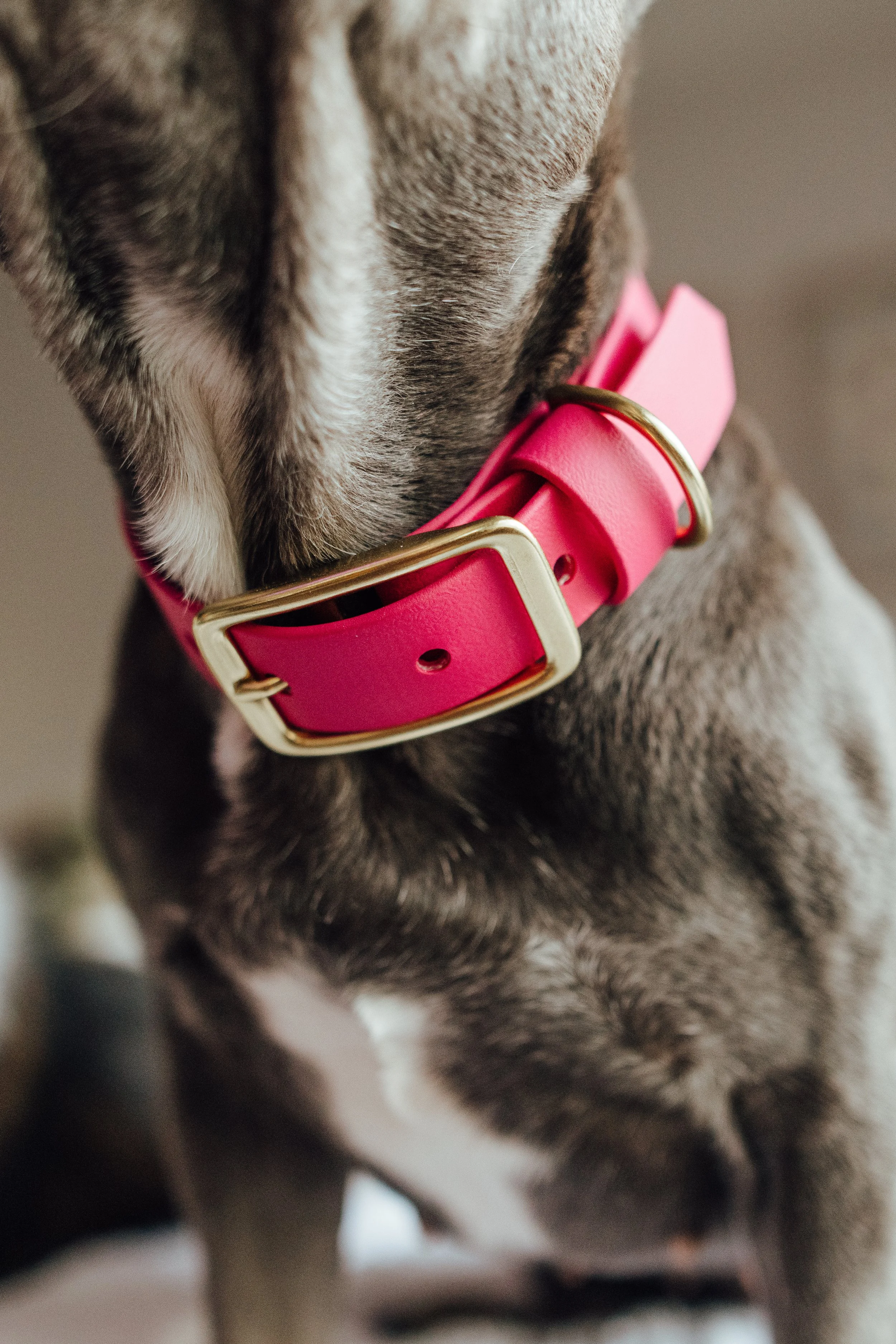 Passionfruit Collar