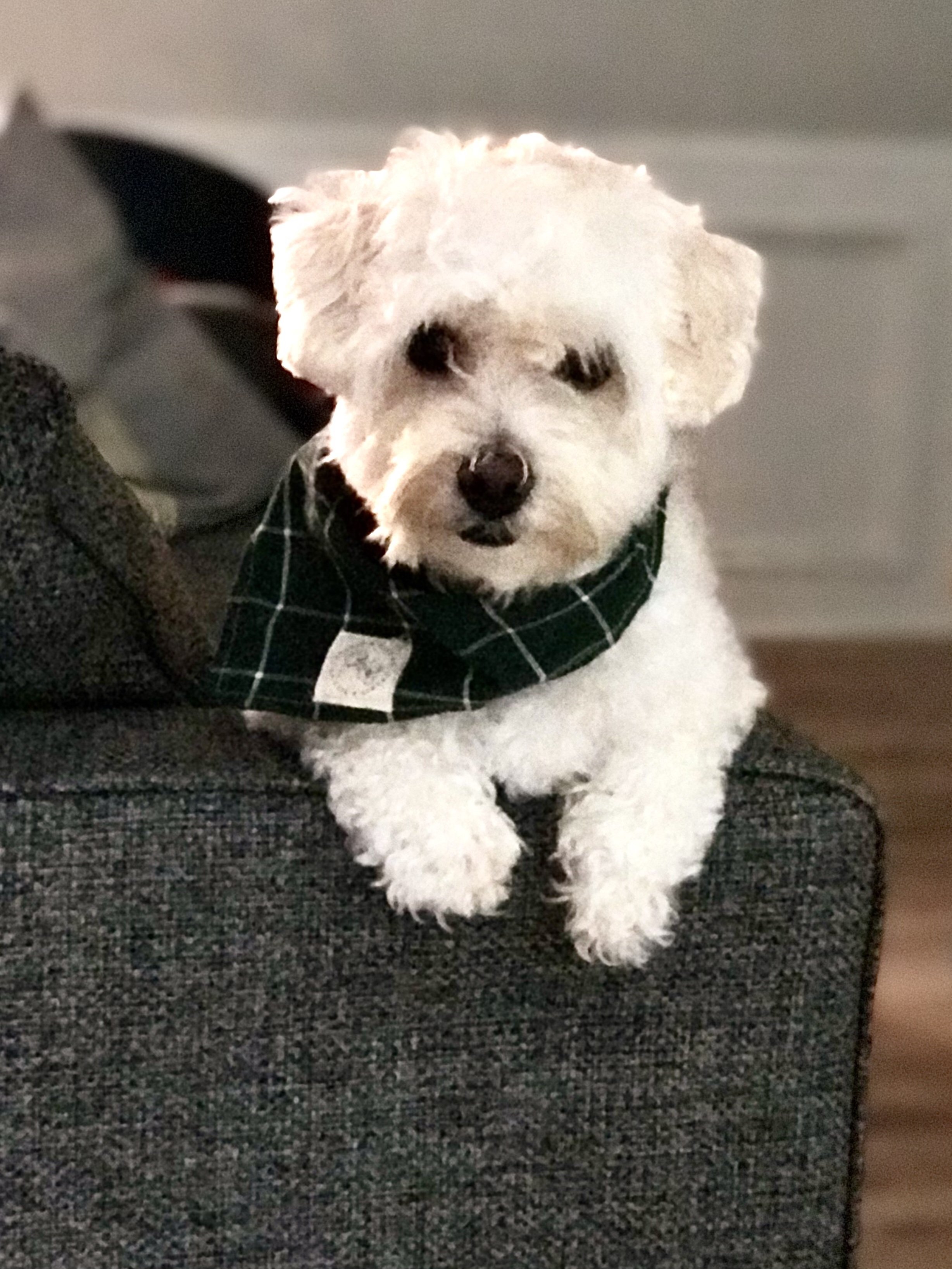 White fluffy dog wearing a green plaid bandana sitting on a gray couch.