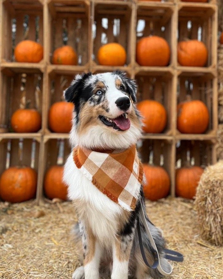 Australian Shepherd with checkered scarf in pumpkin patch with hay bales and stacked pumpkins