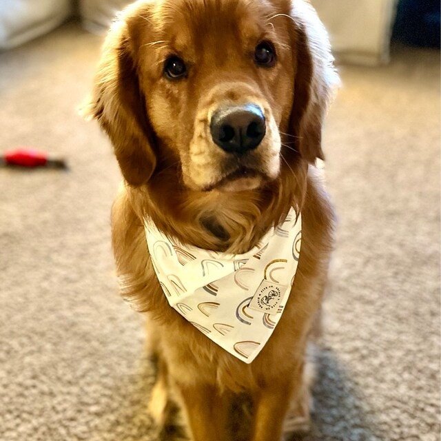 Golden retriever wearing a patterned bandana indoors.
