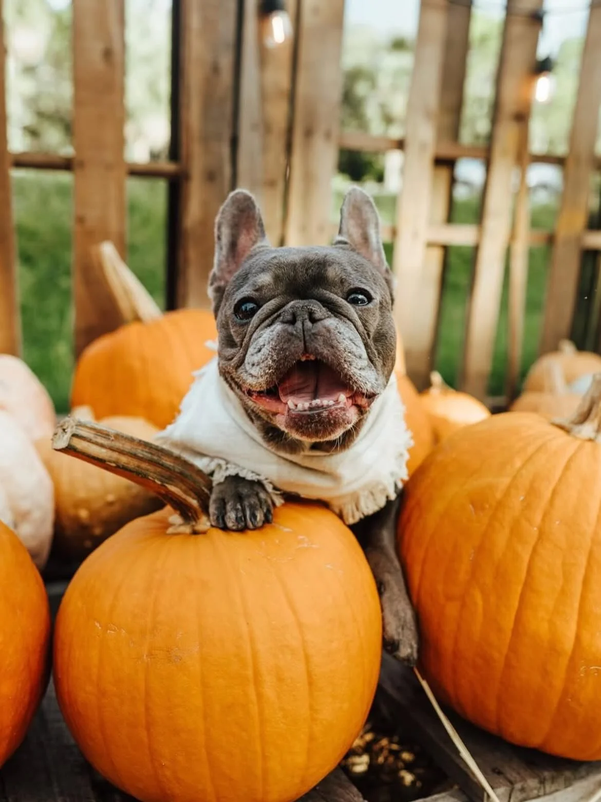 The cutest pumpkin in the patch🍂🐾
Indi rocking her chai latte bandana! 

Black Friday deals are coming soon&hellip; stay tuned and sign up for our emails to get early access!! Website in bio.