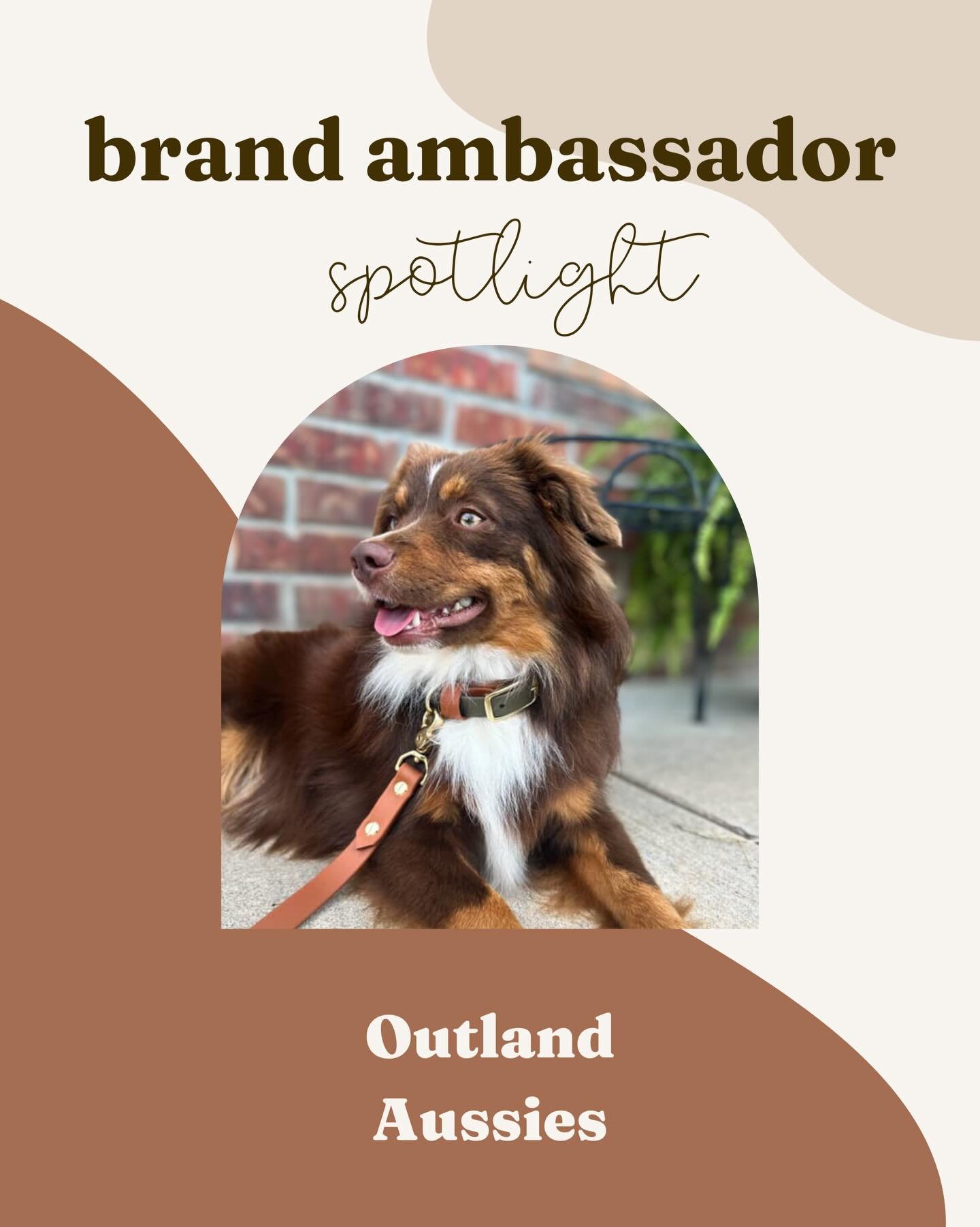 ✨ Brand Ambassador Spotlight ✨

One of the best parts of running Archie &amp; Fitz Co. is getting to see your dogs out in the world living life in our gear! From daily walks to big adventures, it means so much to us that your pups are part of our sto