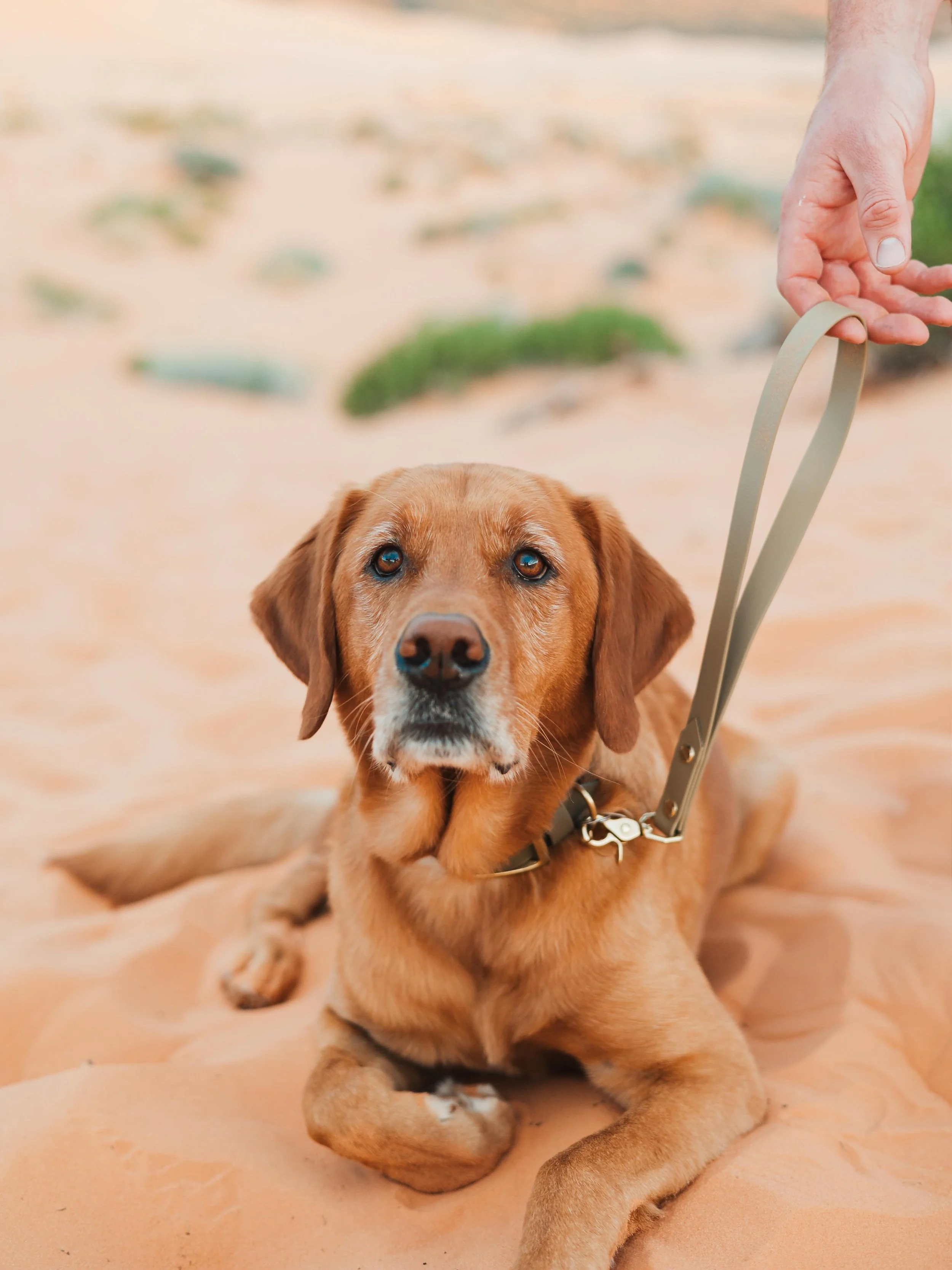 One of our most requested releases is here&hellip; 🐾
Traffic Handles are officially live 🥳🎉

Perfect for keeping your pups close when you need a little extra control ✨

🐶 Busy public areas
🌲 Trail passes + hikes
🚶 Crossing the street
🏥 Vet vis