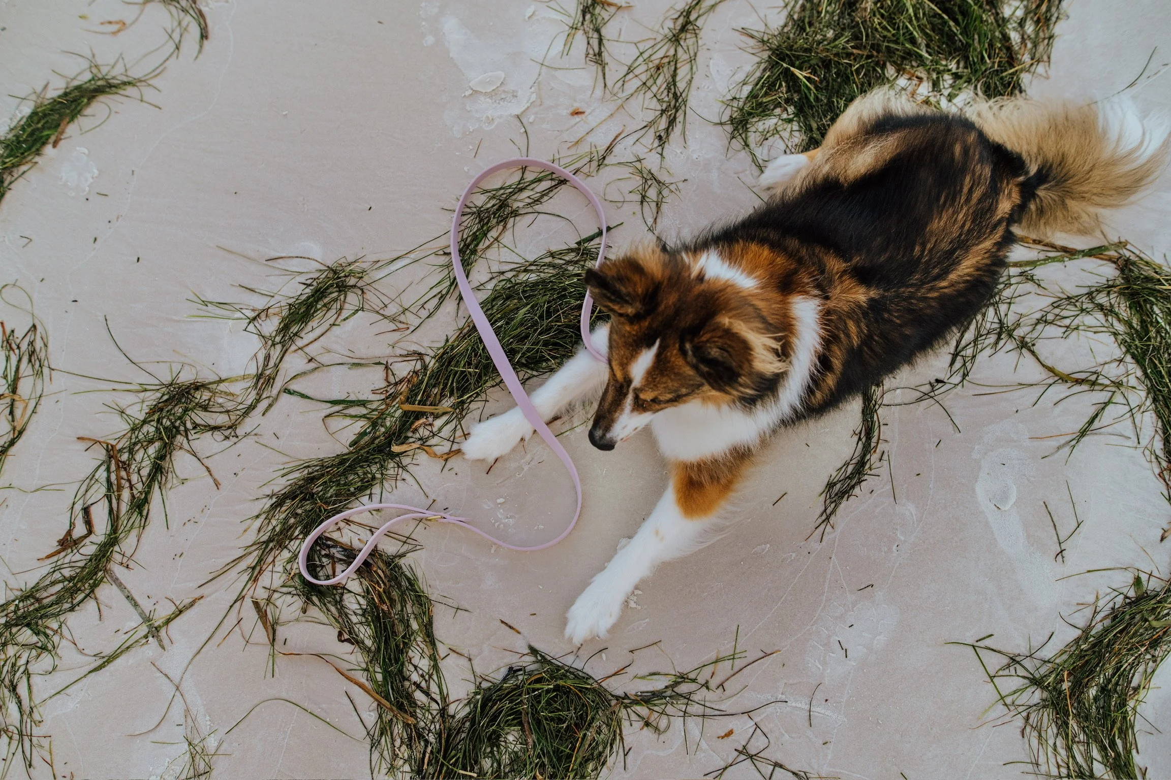 A Shetland sheepdog laying on a sandy beach among scattered seaweed, with a pink leash near its paws.