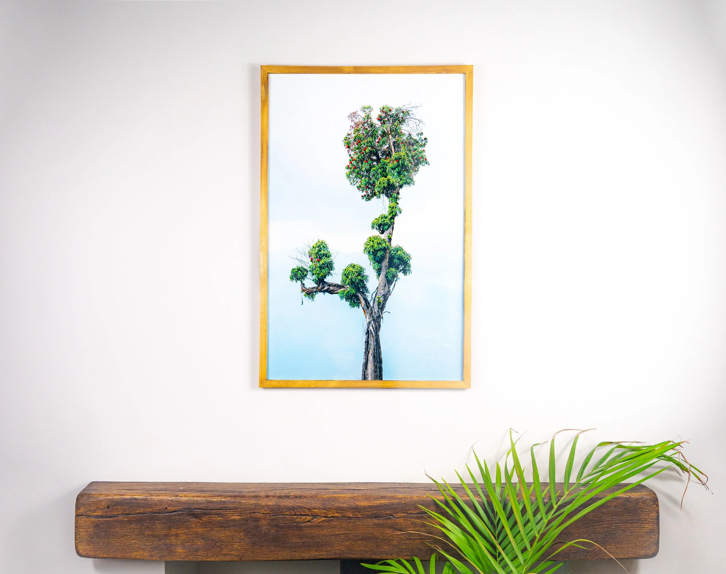 A framed picture of a unique tree with cloud-like green foliage on a light blue sky background hanging on a white wall, with a wooden shelf below and a green plant in front.