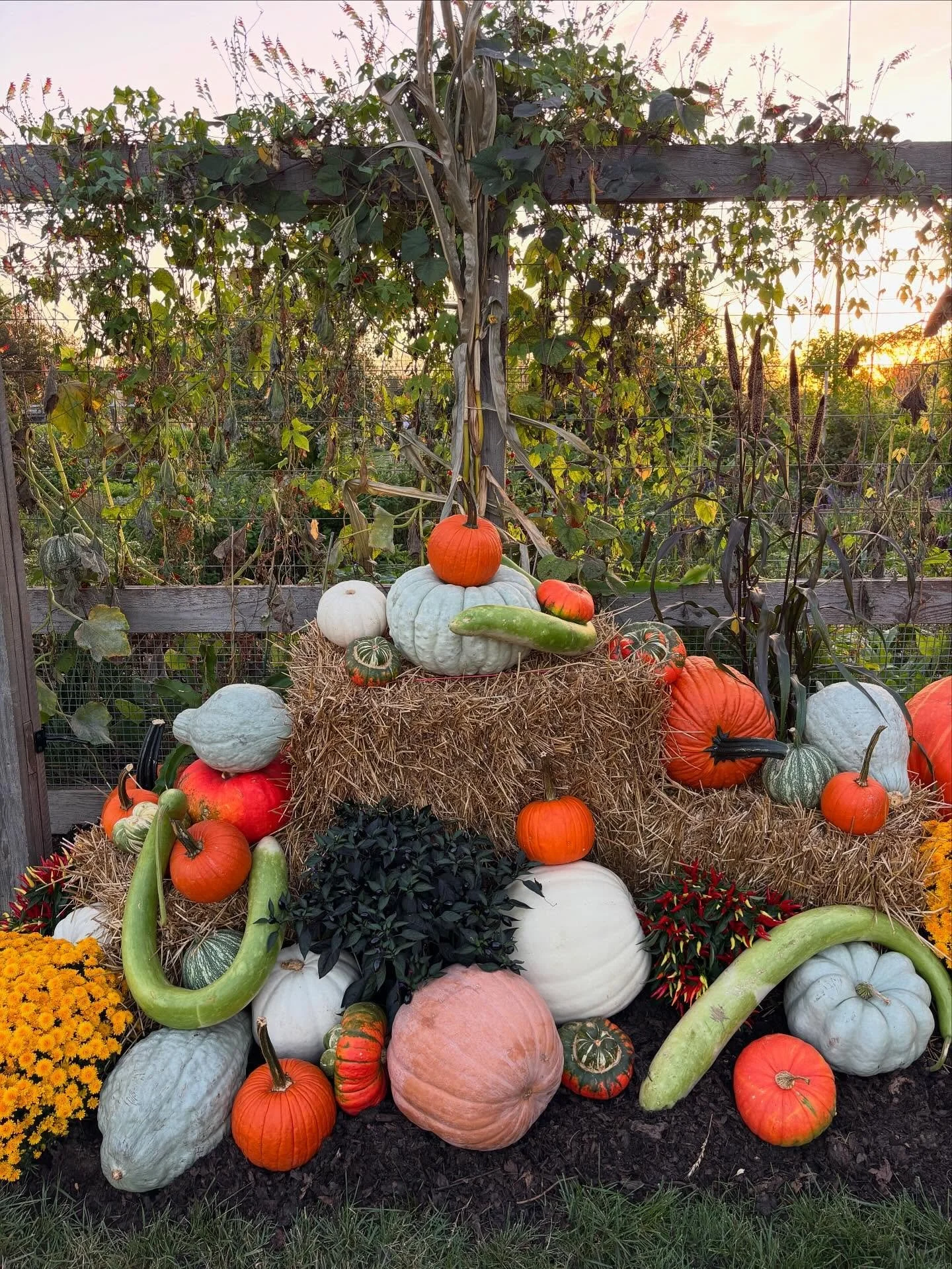 Almost Halloween? Time seems to be moving so quickly. Enjoy this wide assortment of gourds. 🎃