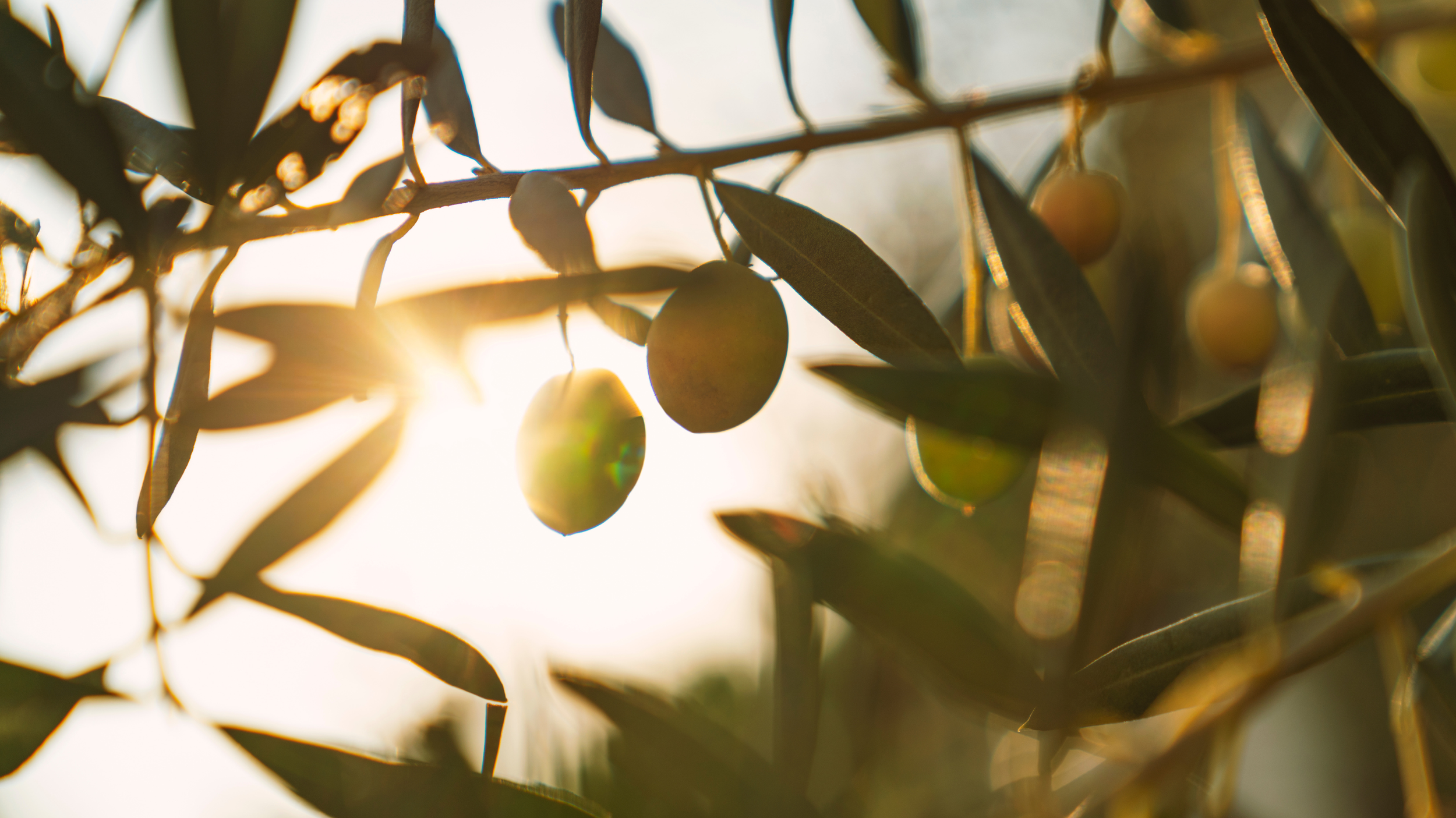 Untitled design-21.png