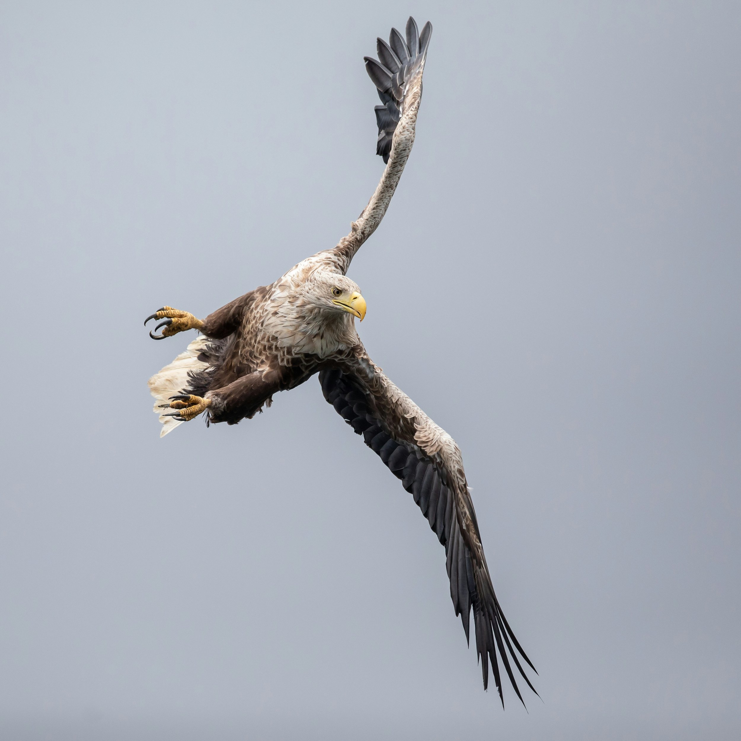 white-tailed-eagle.jpg